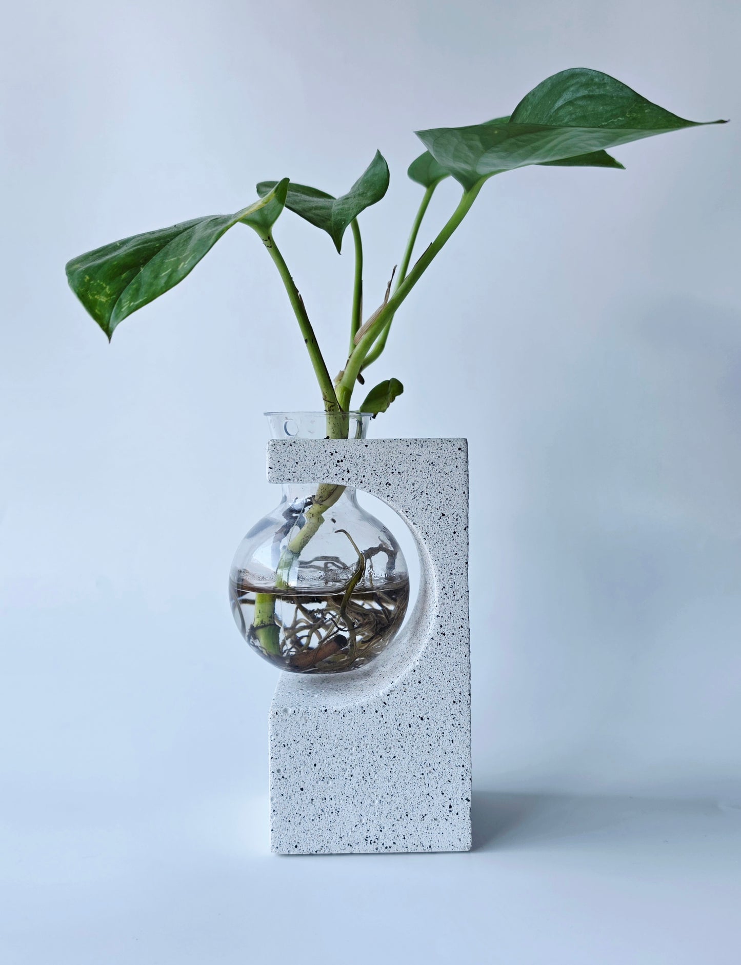 Propagation vase